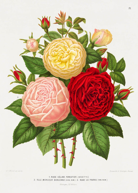 Roses