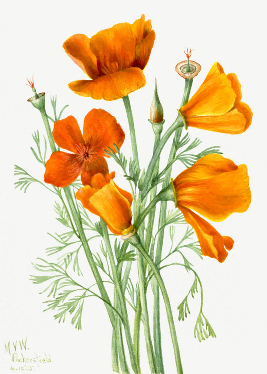 Californian Poppies