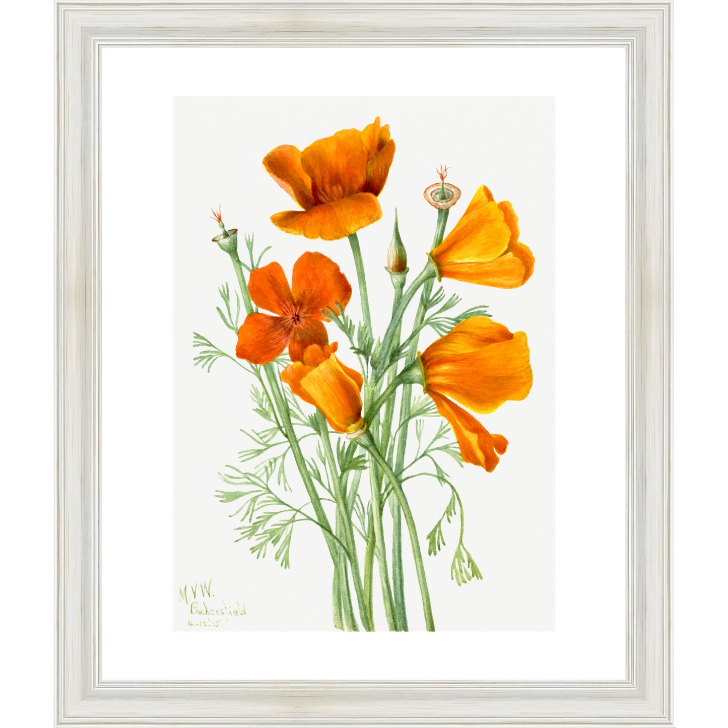 Californian Poppies