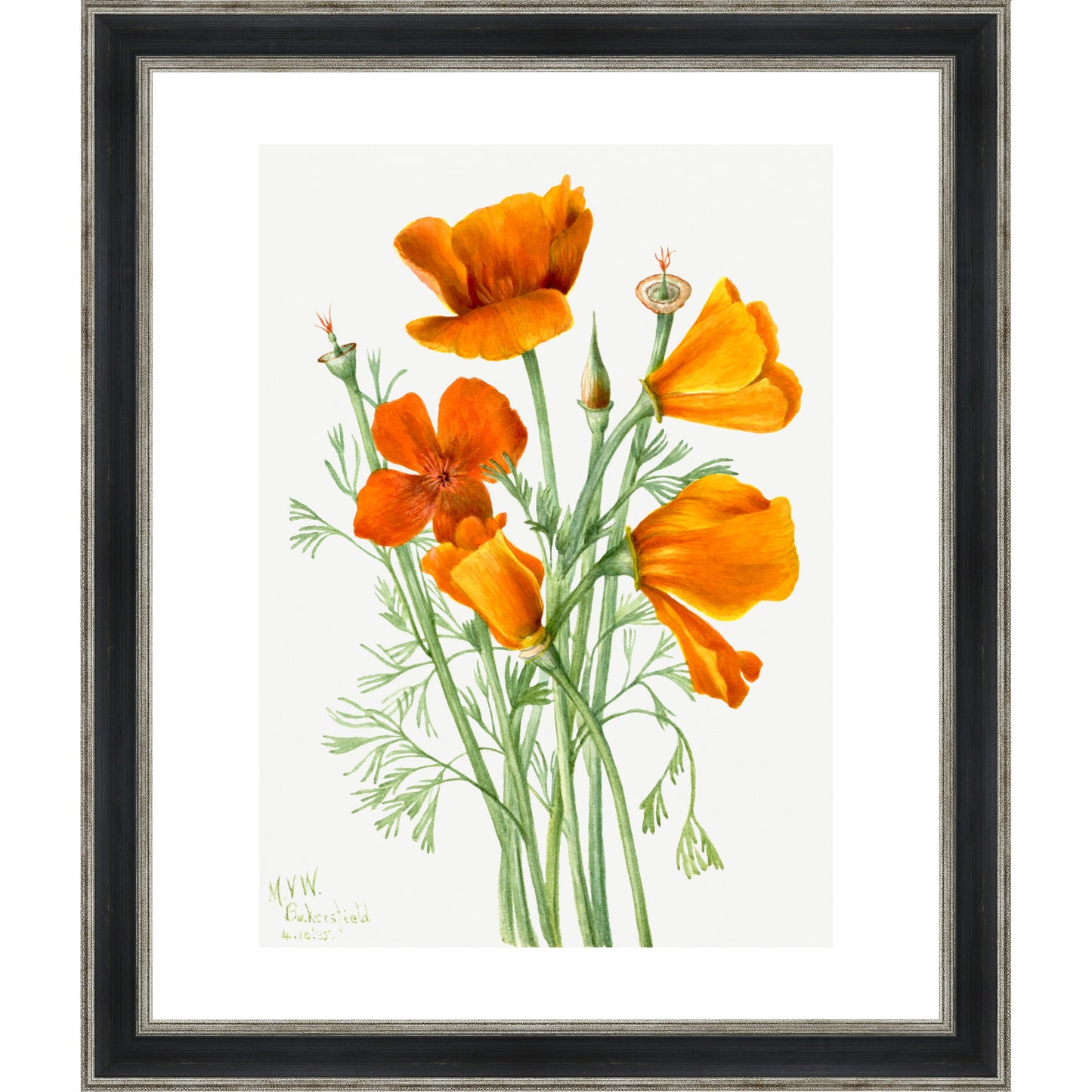 Californian Poppies