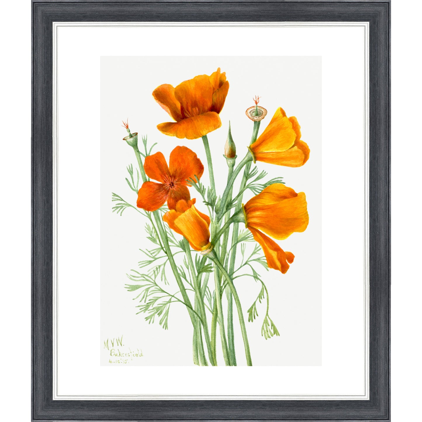 Californian Poppies