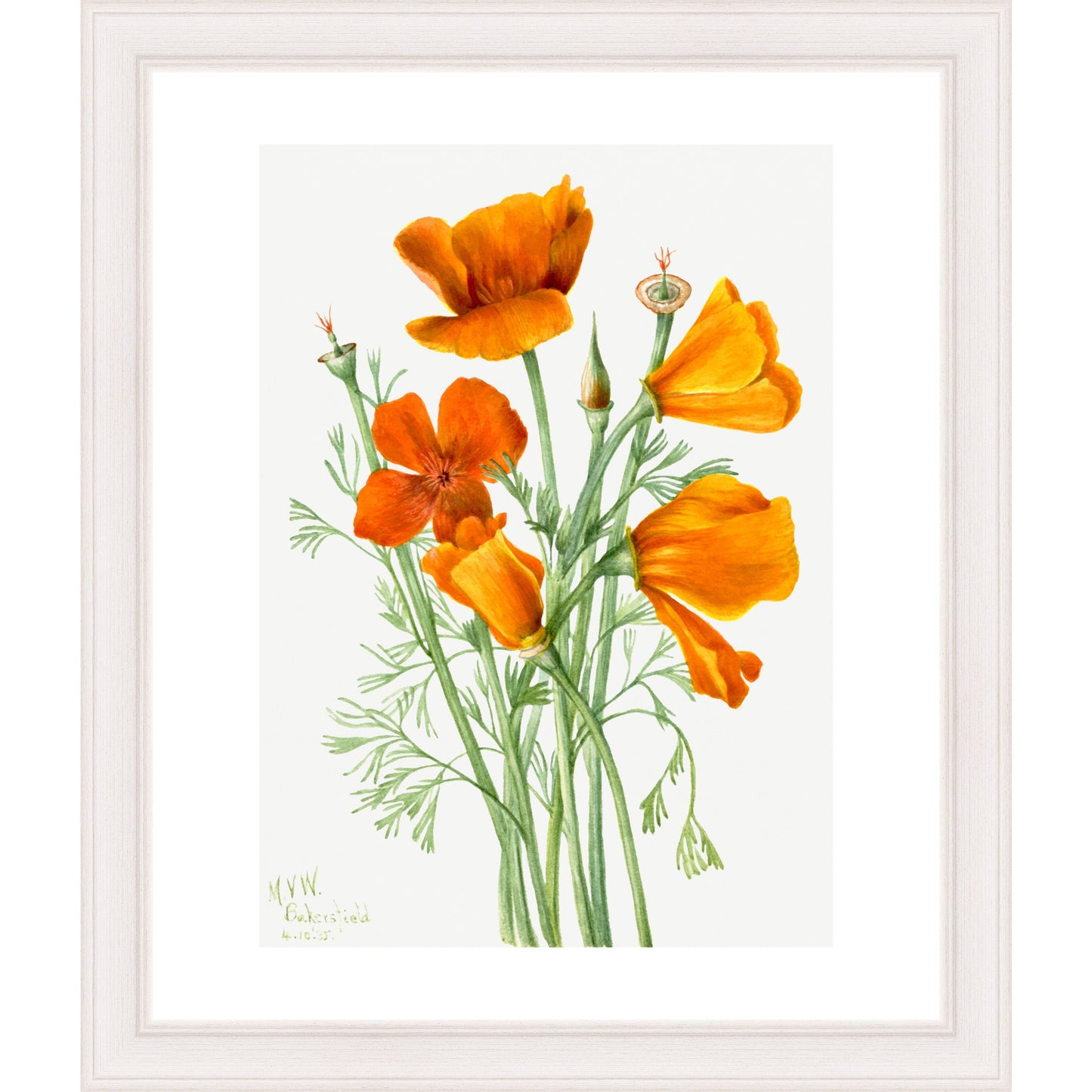 Californian Poppies