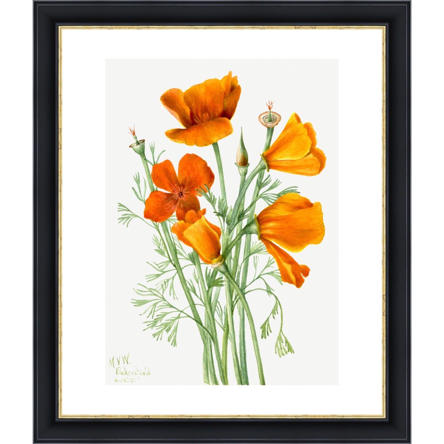 Californian Poppies