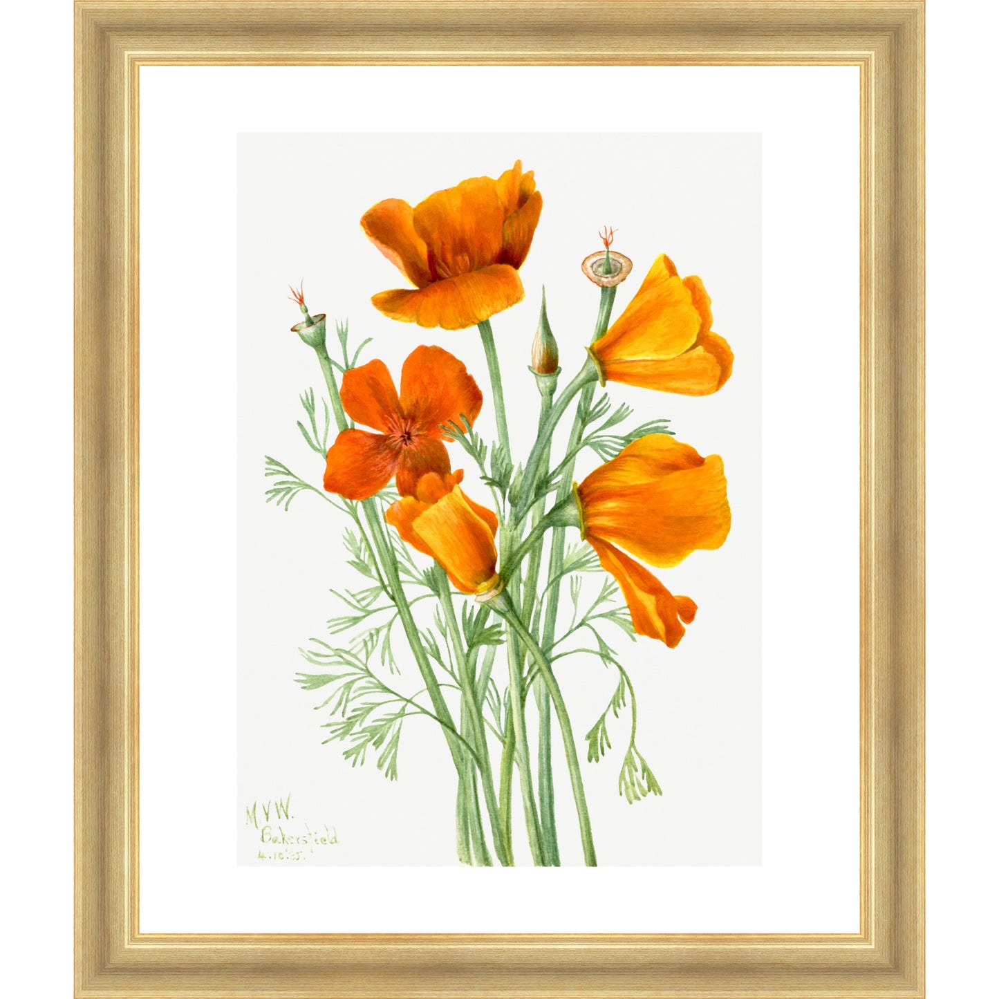 Californian Poppies