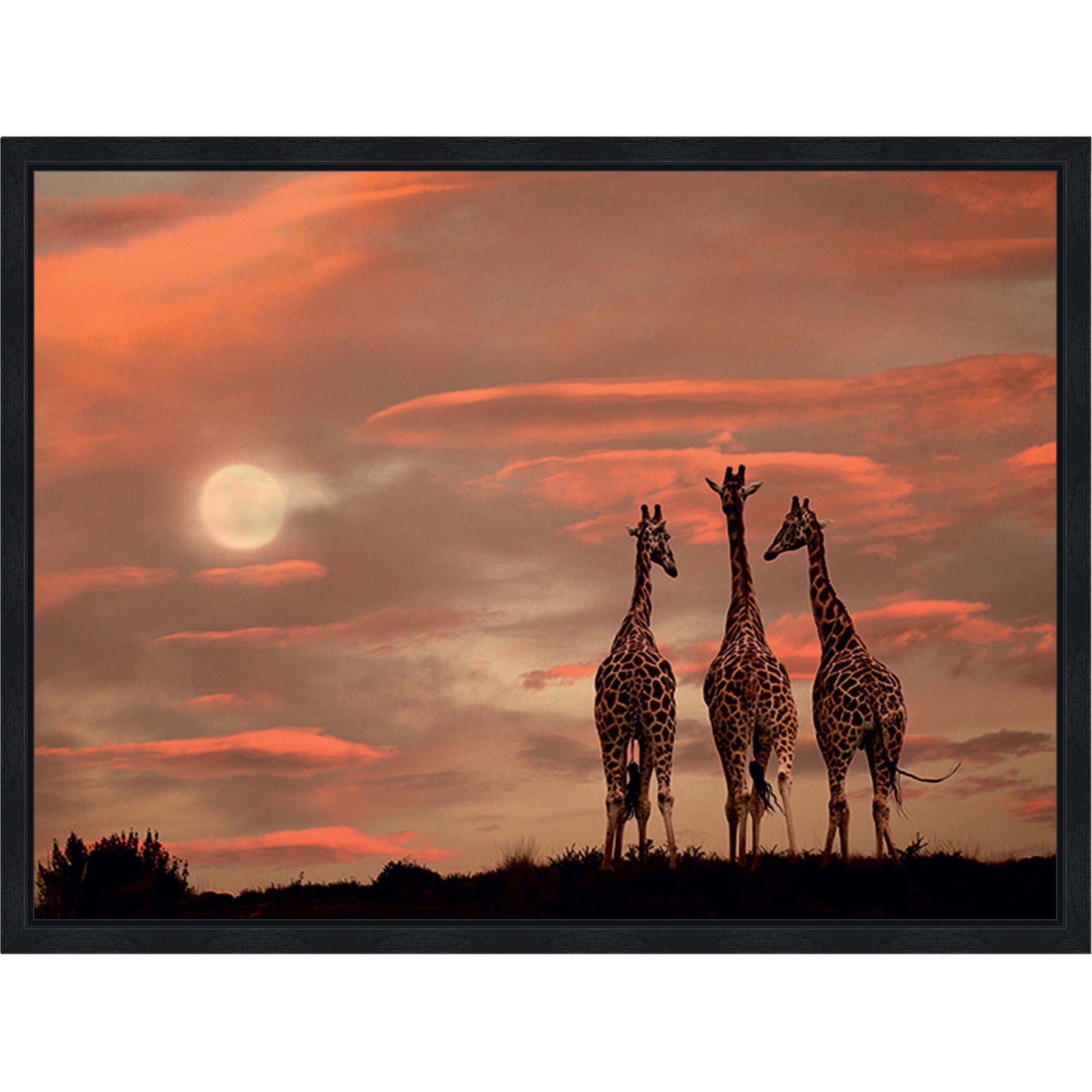 Moonrise Giraffes