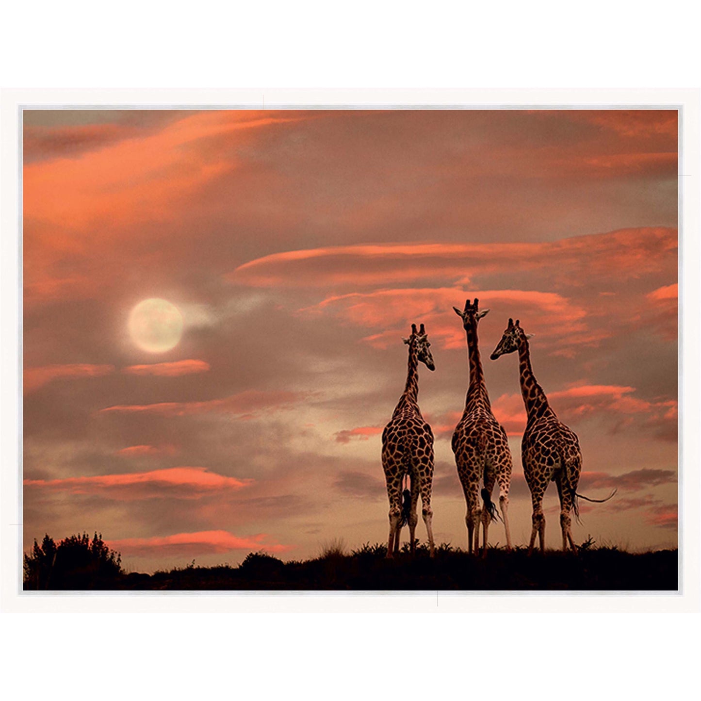 Moonrise Giraffes