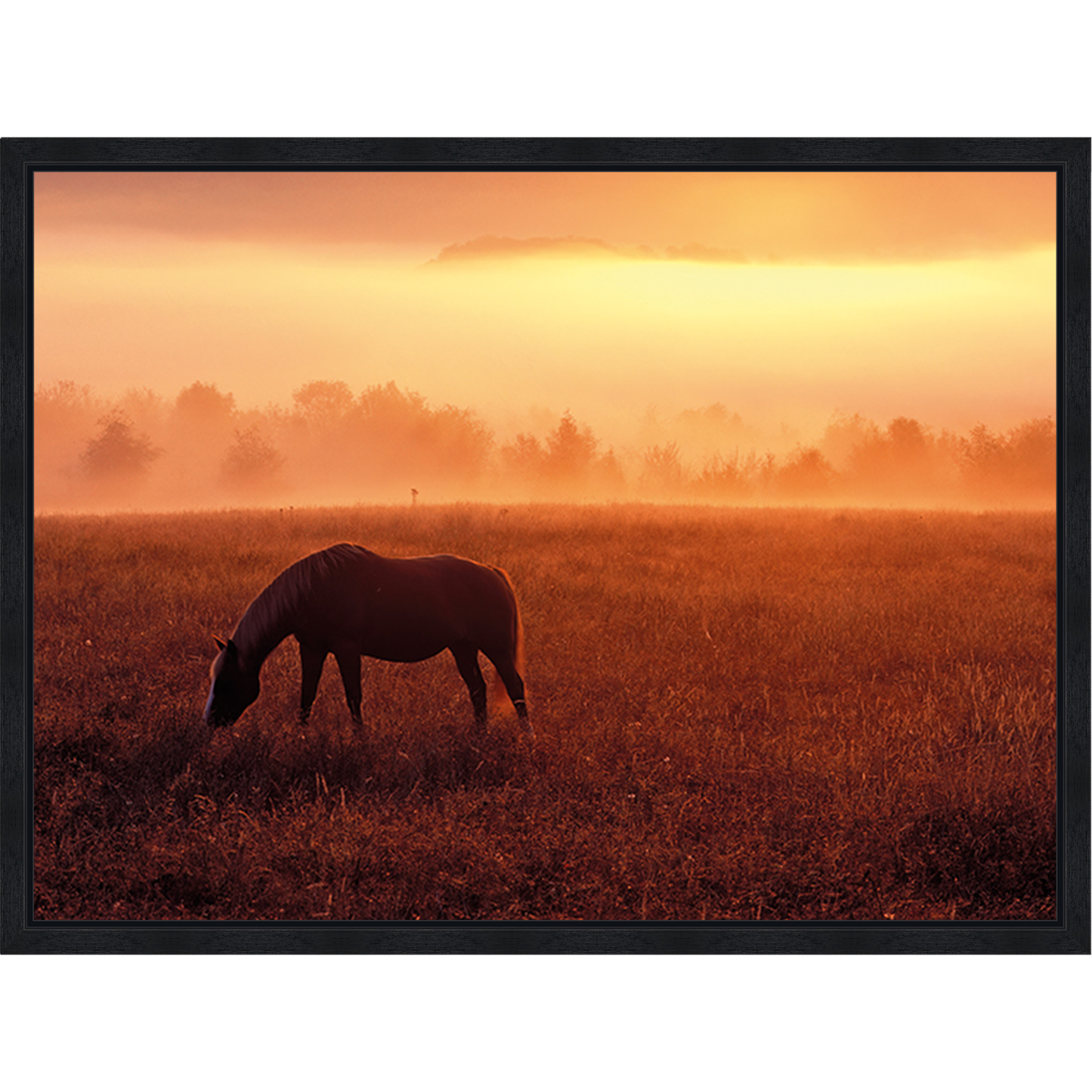 Horse In Pasture